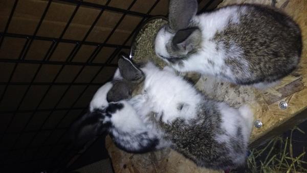 /Images/uploads/Humane Society of Utah/HSUCalendar/entries/1432thumb.jpg